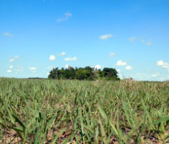 Bild von einem Feld