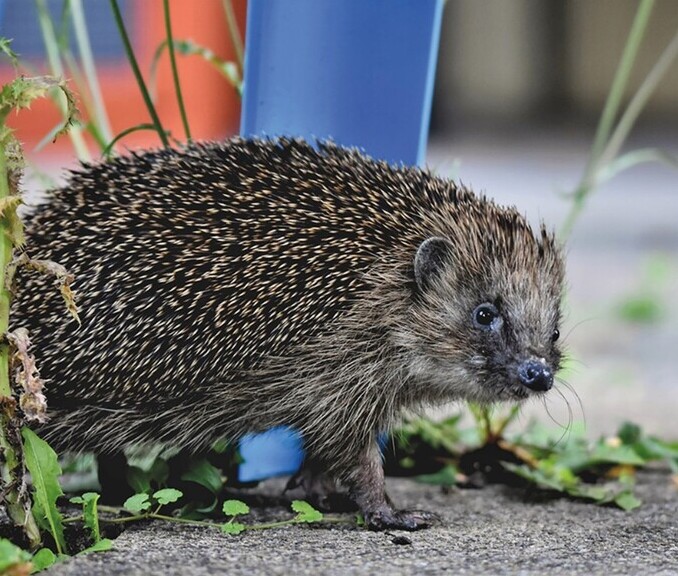 hedgehog